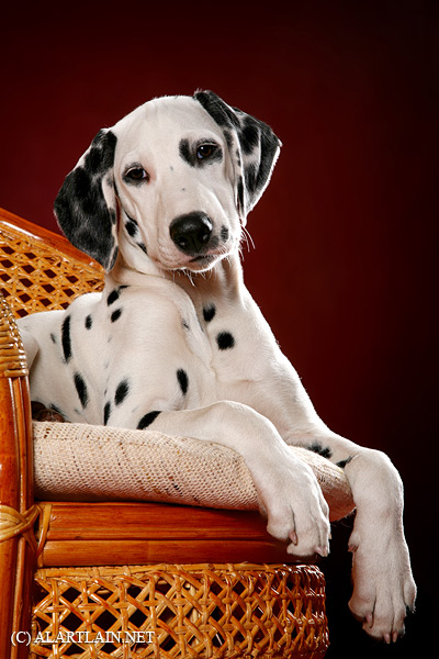 Далматин — собака принцев и принц среди собак