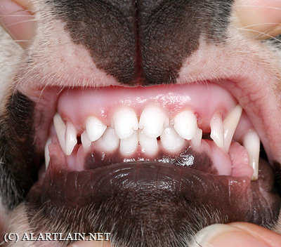 фото 1 - зубы и прикус щенка в возрасте 4 мес: на верхней и нижней челюстях по 4 центральных резца уже сменились на коренные, остальные еще молочные.