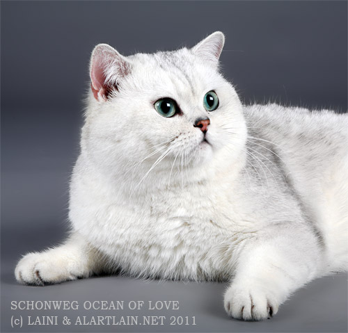 британский кот черный серебристый затушеванный шиншилла Schonweg Ocean of Love